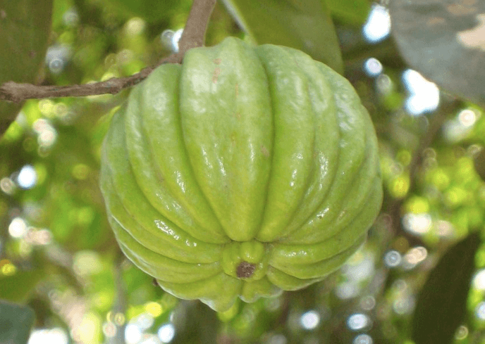 Garcinia Cambogia